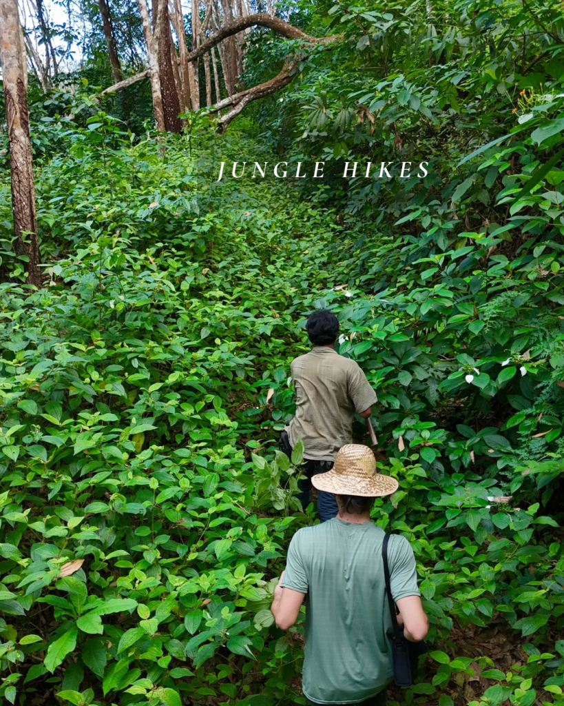 Jungle Hikes in Khao Sok